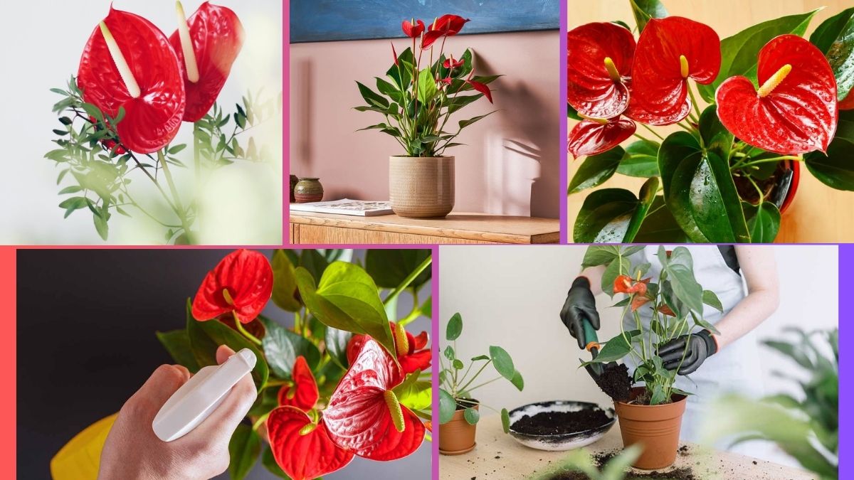 How Often Should You Water an Anthurium?