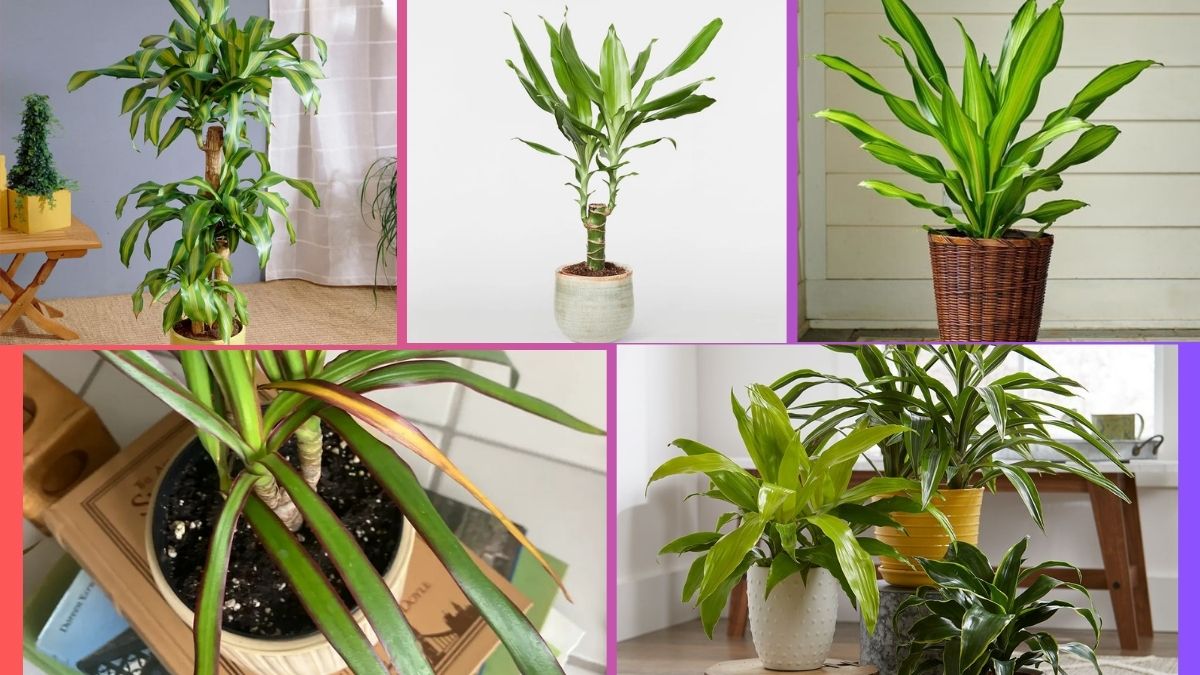 How Often Should You Water a Corn Plant