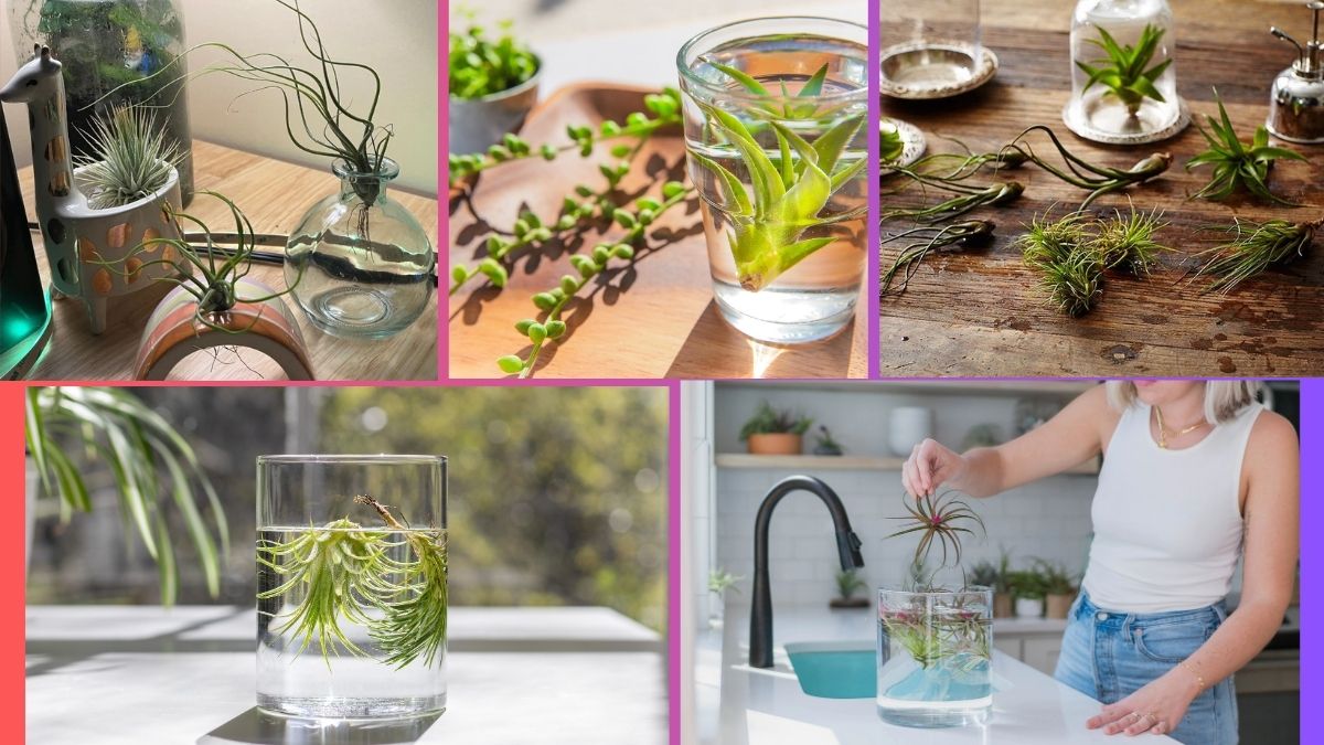 How Often Should You Water an Air Plant