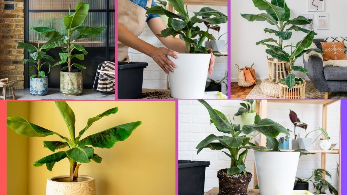 How Often Should You Water a Musa Plant