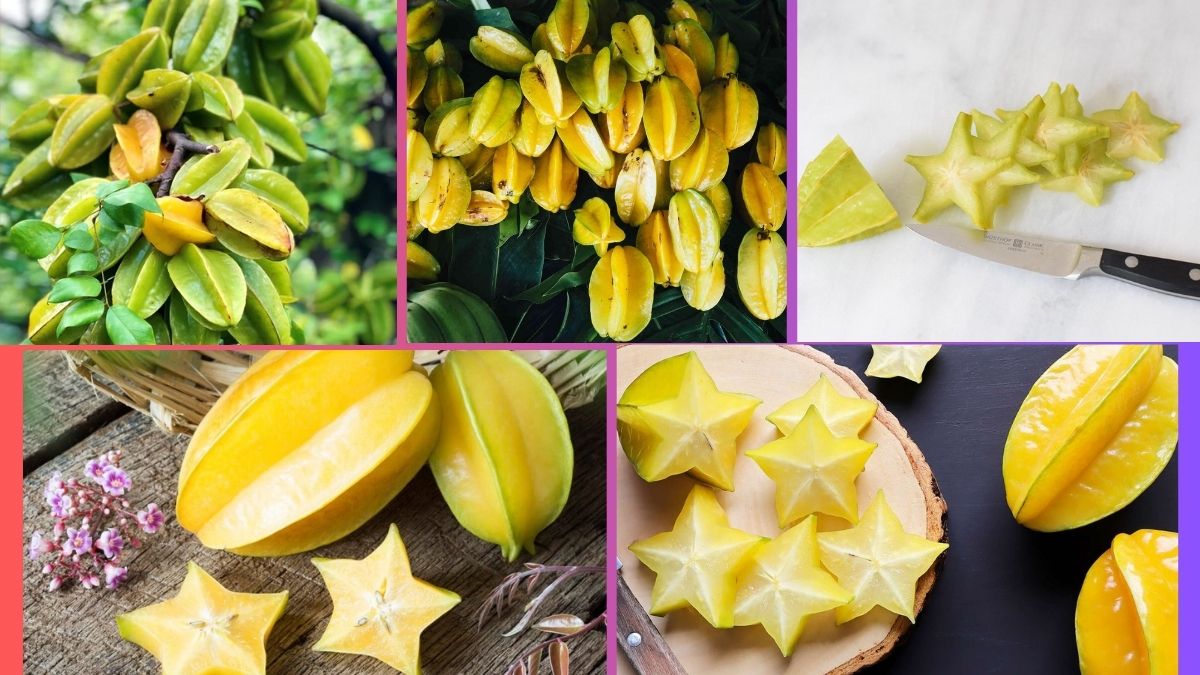Which Country Is the Largest Starfruit Producer Globally?