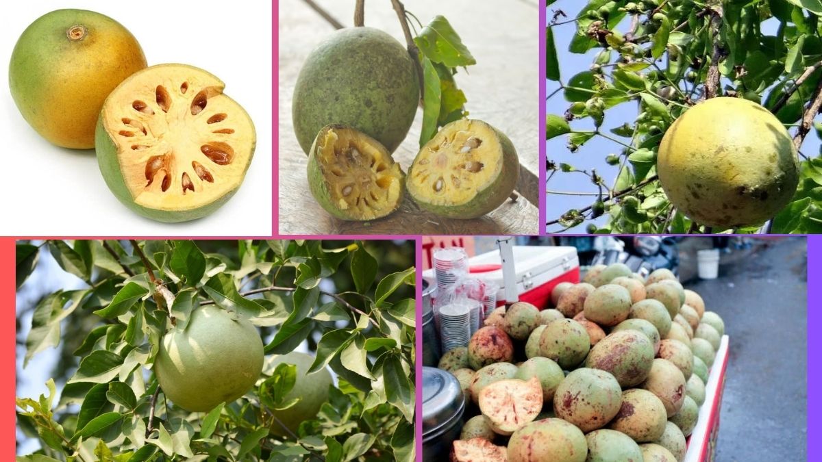 Which Country Is the Largest Bael Producer Globally?