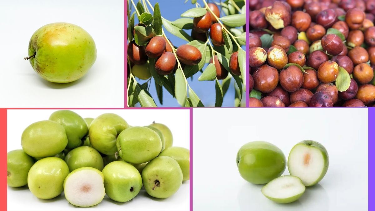 Which Country Is the Largest Jujube Producer Globally?