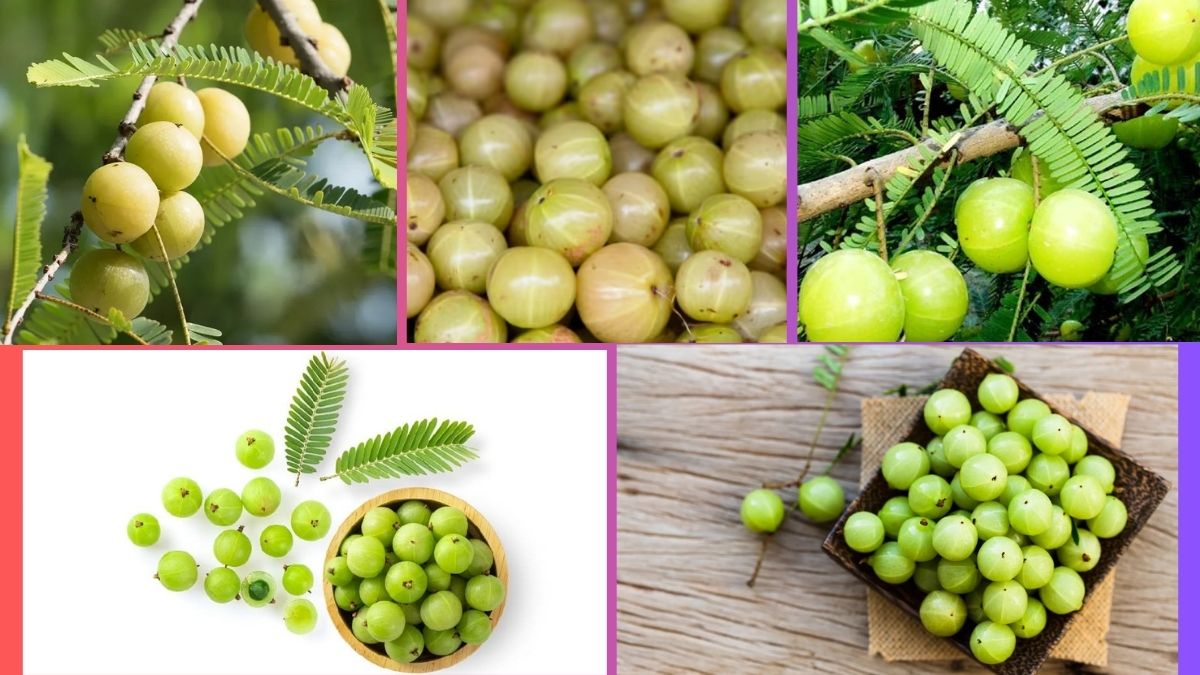 Which Country Is the Largest Indian Gooseberry (Amla) Producer Globally?
