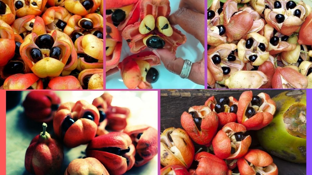 Which Country Is the Largest Ackee Producer Globally?