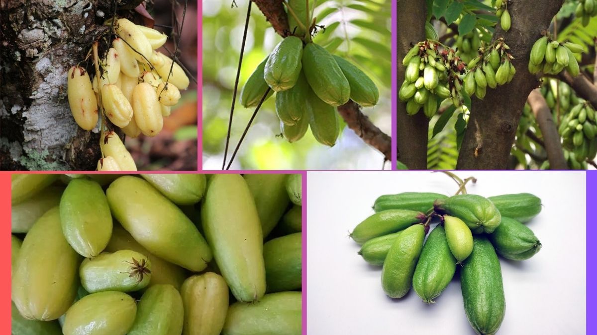 Which Country Is the Largest Bilimbi Producer Globally?