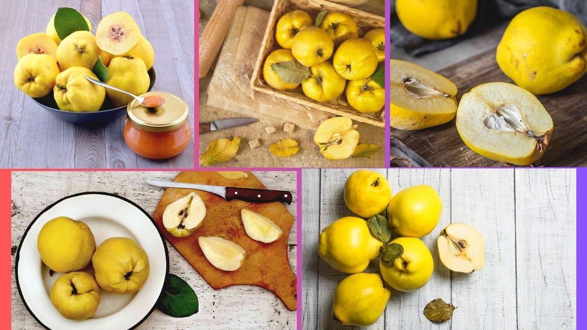 Which Country Is the Largest Quince Producer Globally?