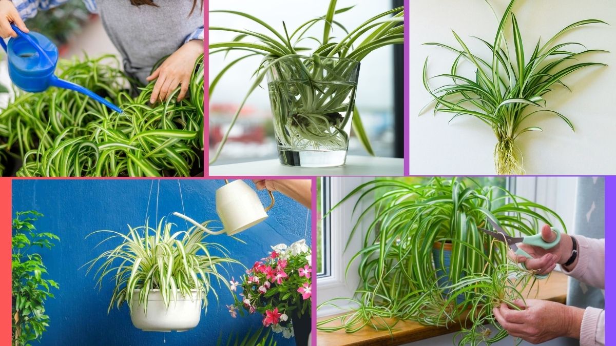 How Often Should You Water a Spider Plant?