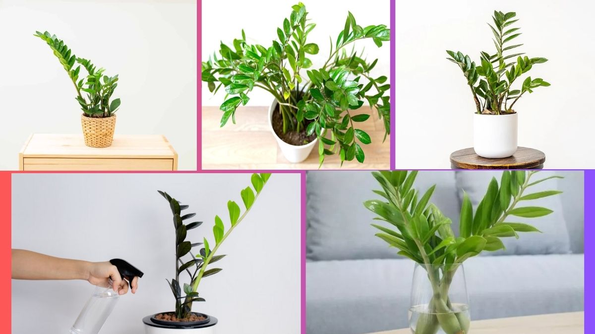 How Often Should You Water a ZZ Plant?