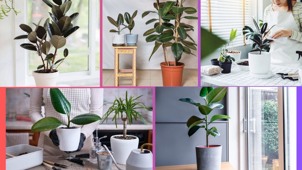 How Often Should You Water a Rubber Plant?