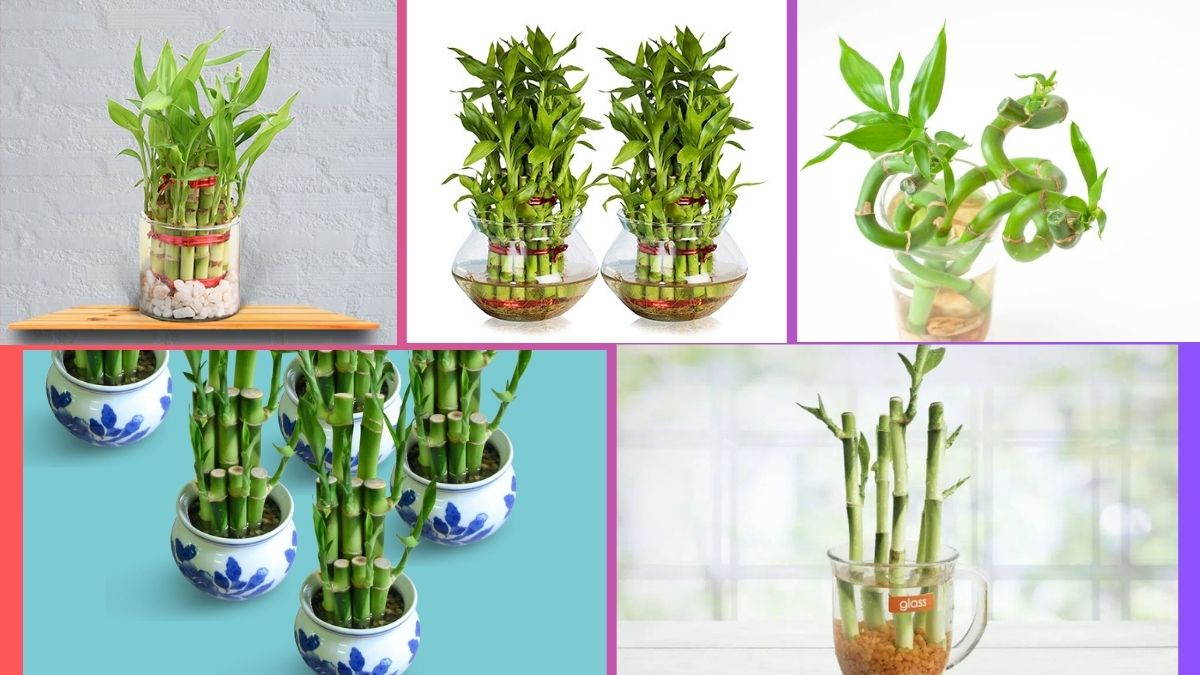 How Often Should You Water a Bamboo Plant?