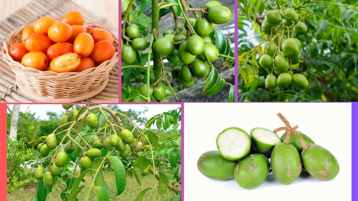 Which Country Is the Largest Hog Plum Producer Globally?