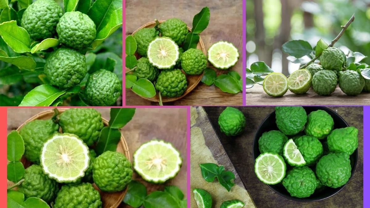 Which Country Is the Largest Kaffir Lime Producer Globally?