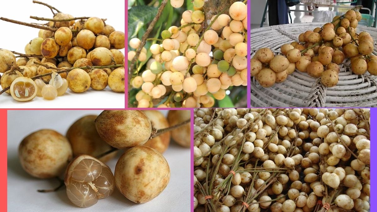 Which Country Is the Largest Rambai Producer Globally?