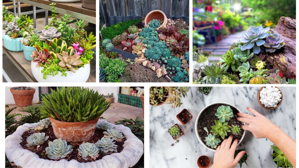 How to Create a Beautiful Succulent Arrangement