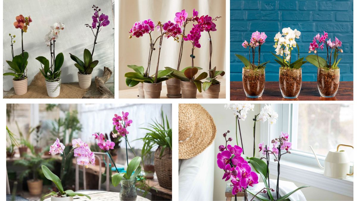 How Many Times a Week Should You Water Orchids?
