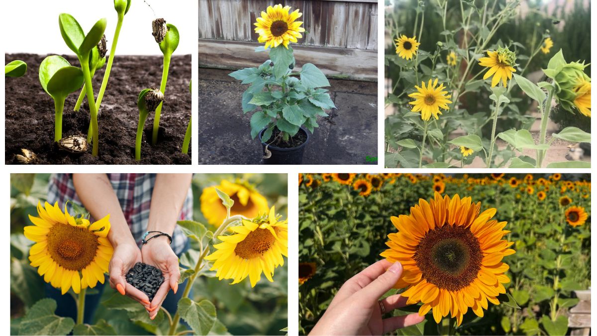 How Long Do Sunflower Seeds Take to Germinate?