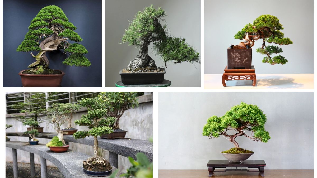 How Old Can a Bonsai Tree Live?