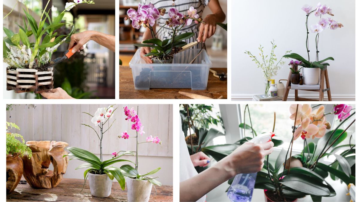 How Do You Fertilize Orchids?