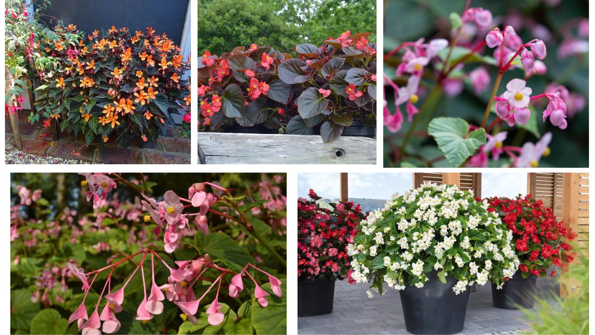 What Makes Begonias Great for Shade Gardens?