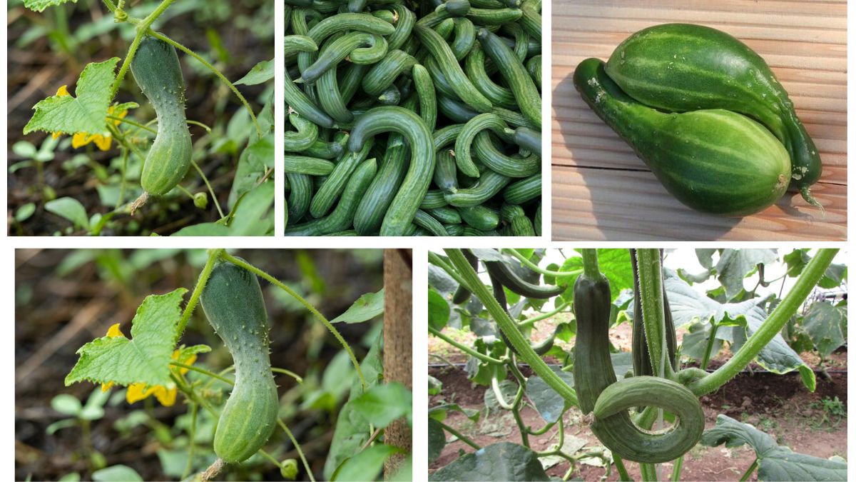 Why Are My Cucumbers Misshapen?