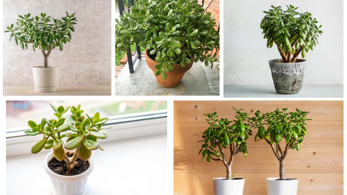 When Should You Repot a Jade Plant?