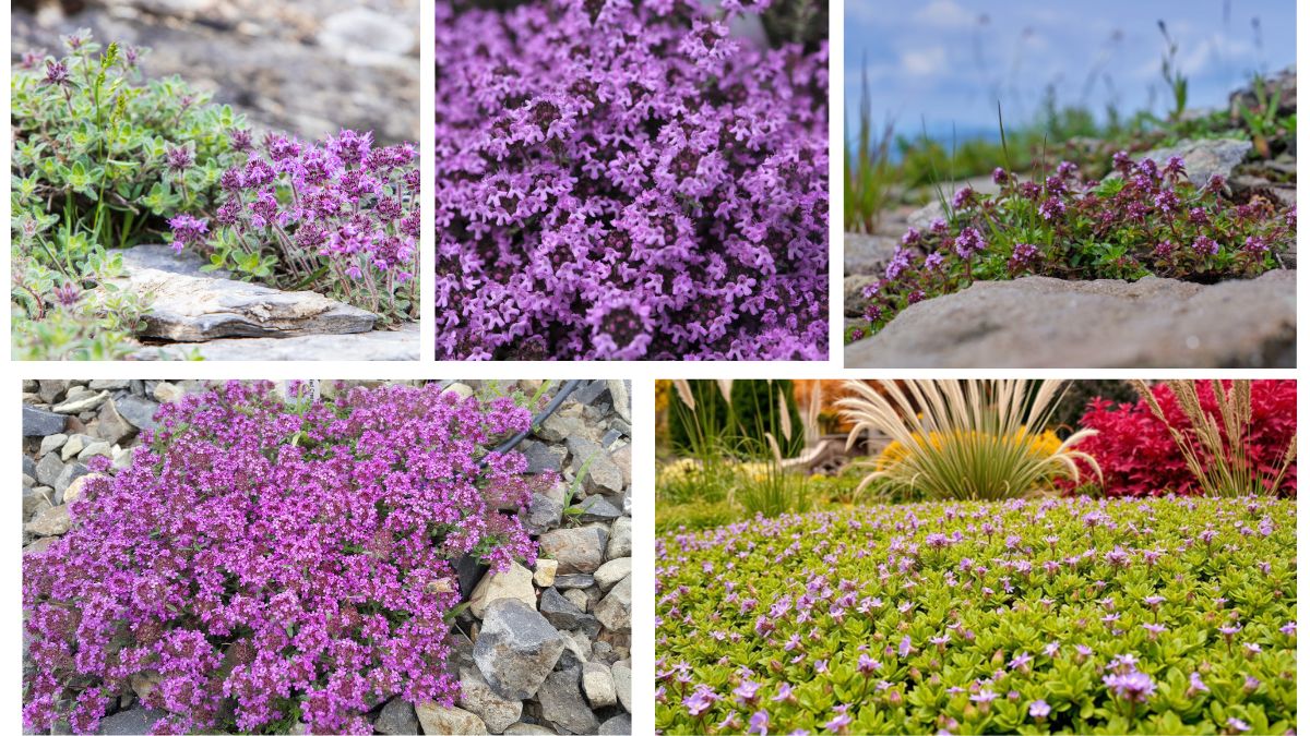 Where Can You Plant Creeping Thyme as Groundcover?