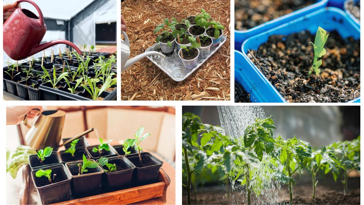 How much Water Should a Seedling Receive Daily?