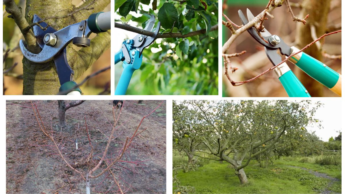 How old Should a Tree Be Before First Pruning?