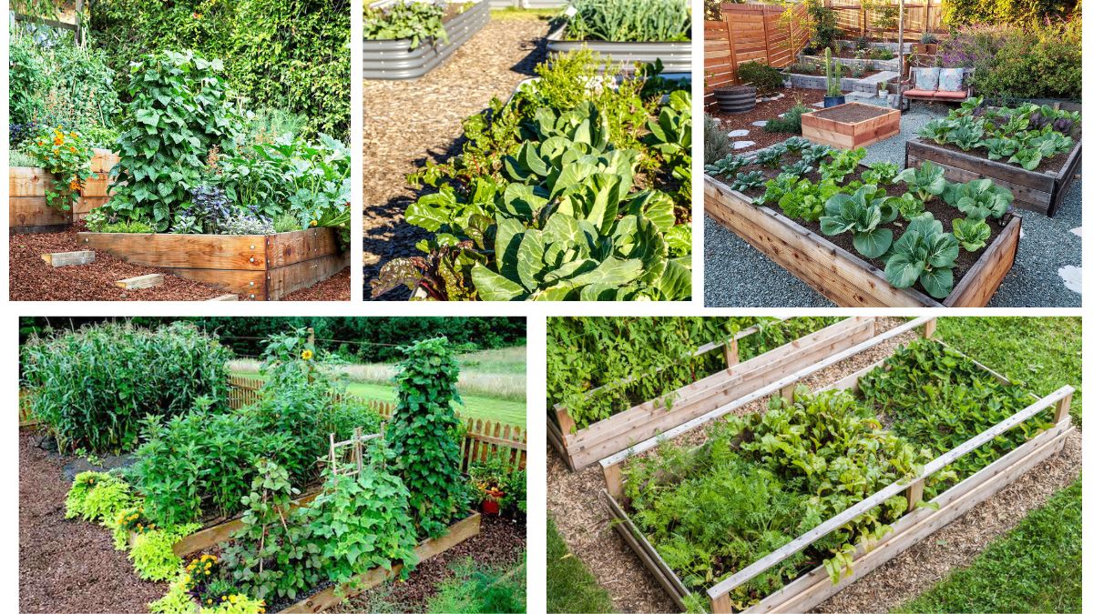 How Many Vegetables Can Be Grown in a Raised Bed?