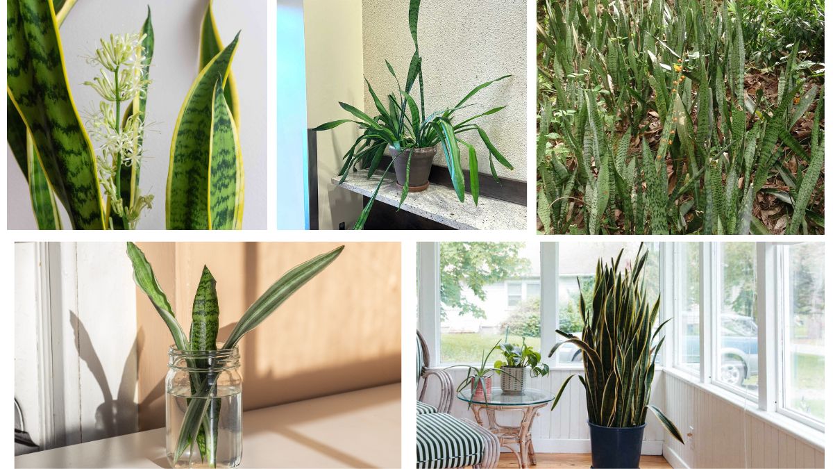 How long Do Snake Plant Leaves Last?