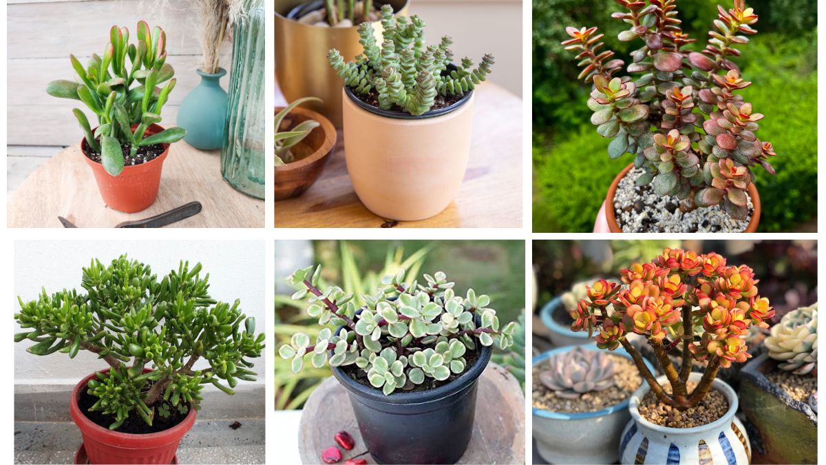 10 Jade Plants That Will Bring Positive Vibes to Any Room