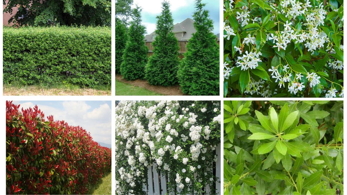 9 Fast-Growing Privacy Plants to Create a Green Secluded Backyard
