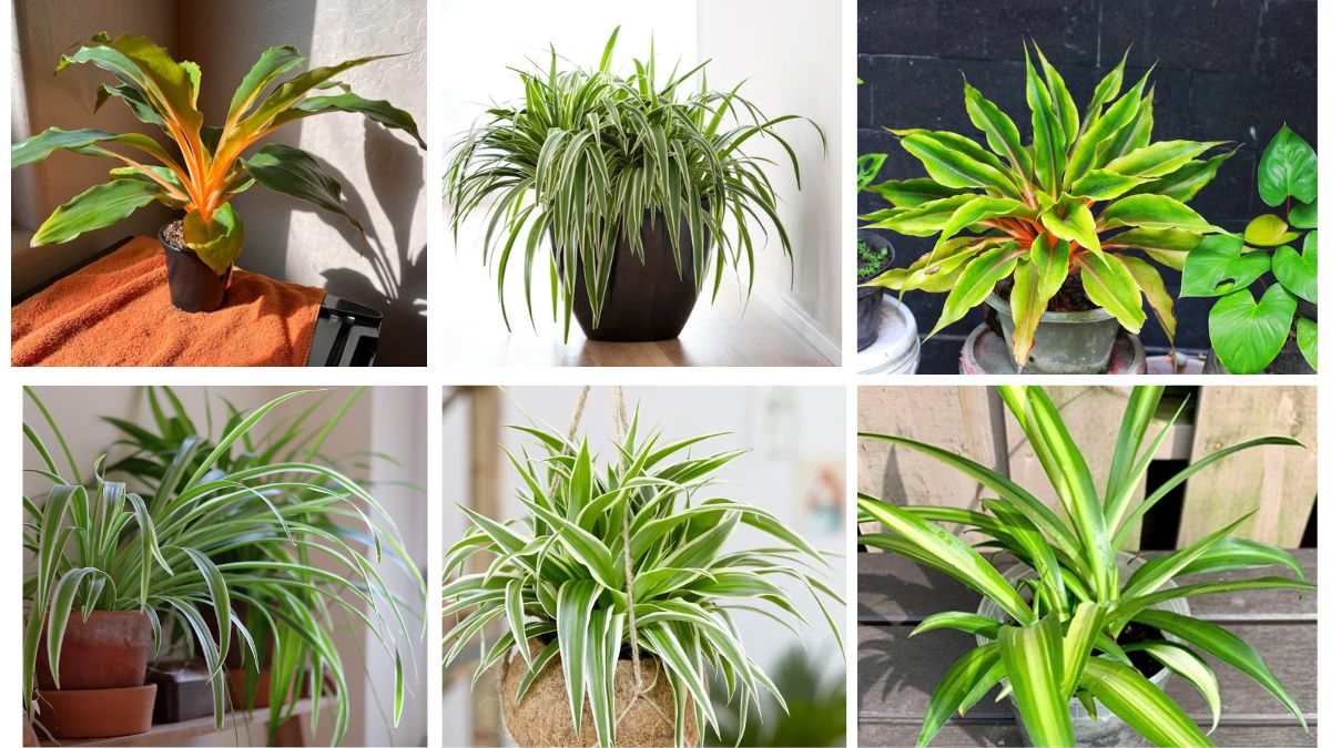 9 Stylish Spider Plants That Are Perfect for Starters
