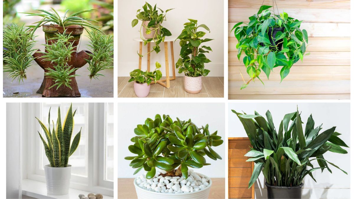 10 Easy Plants You Can Grow Without Worry