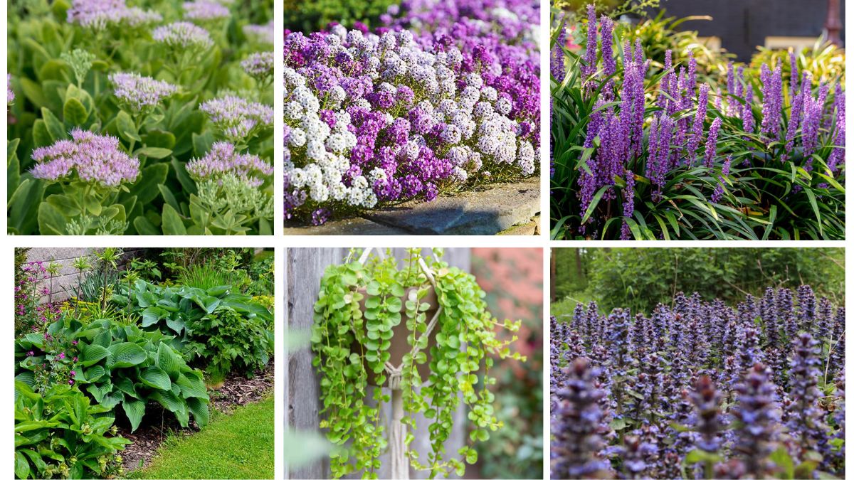 8 Ground Cover Plants for a Beautiful Garden Bed