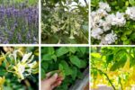 8 Fragrant Patio Plants to Make Your Outdoor Evenings Enchanting