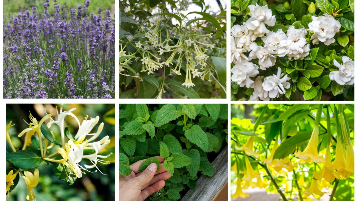 8 Fragrant Patio Plants to Make Your Outdoor Evenings Enchanting