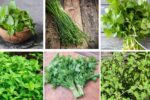 6 Low-Light Edible Herbs You Can Grow Indoors Easily