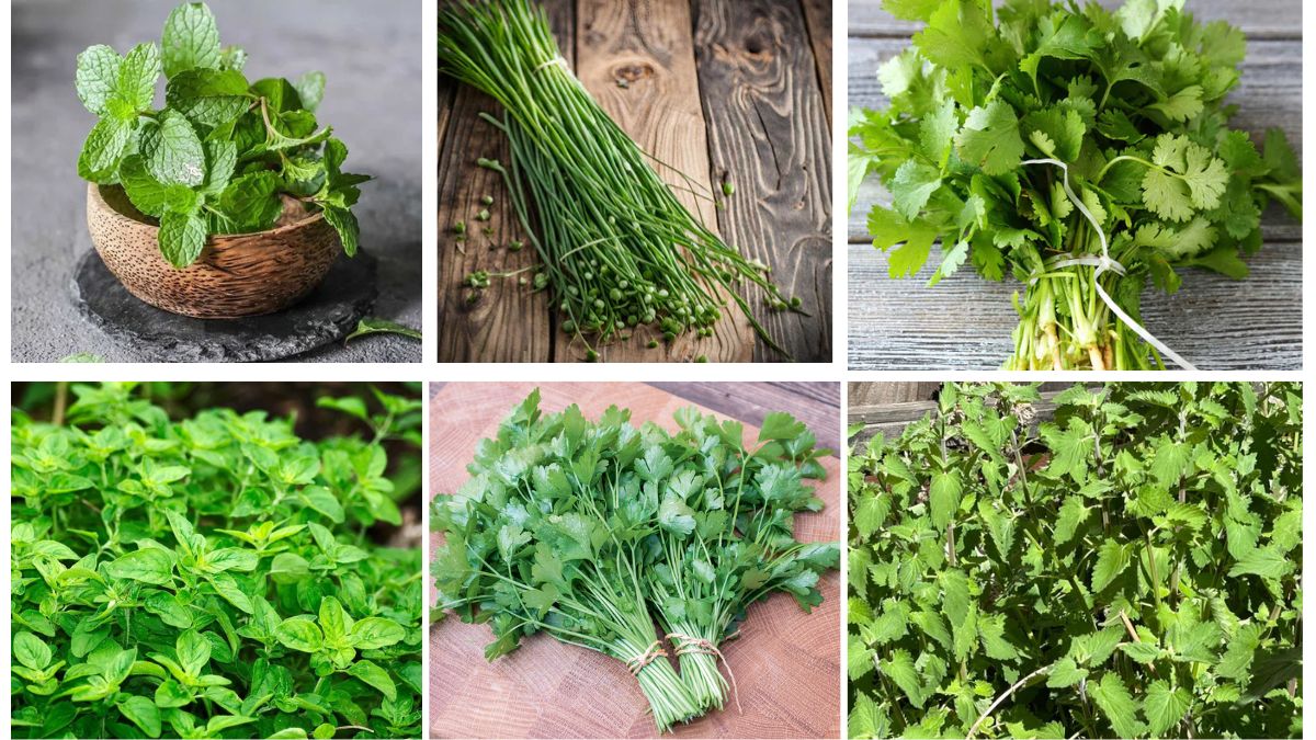 6 Low-Light Edible Herbs You Can Grow Indoors Easily