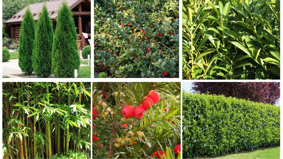 10 Best Evergreen Hedges for Privacy and Year-Round Charm