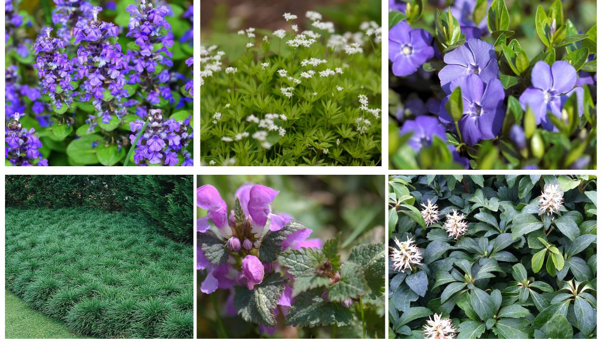 9 Ground Cover Plants for a Low-Maintenance Garden