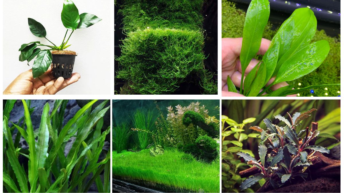 8 Best Aquarium Plants for a Vibrant Aquascape