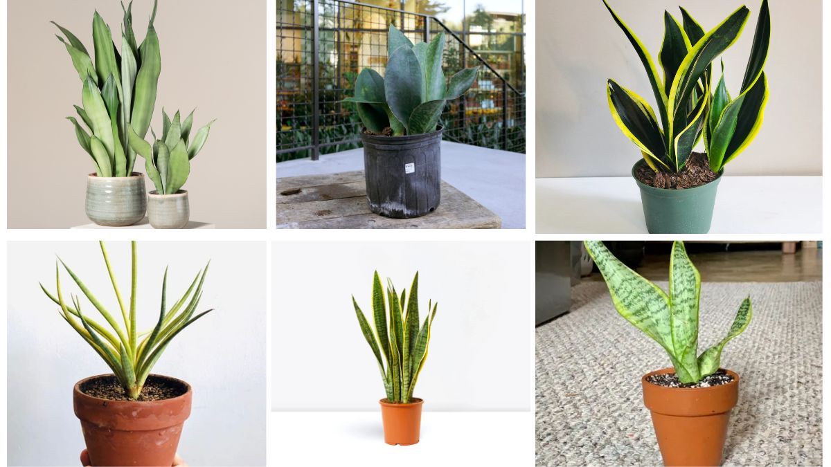 10 Must-Have Snake Plants to Liven Up Your Home