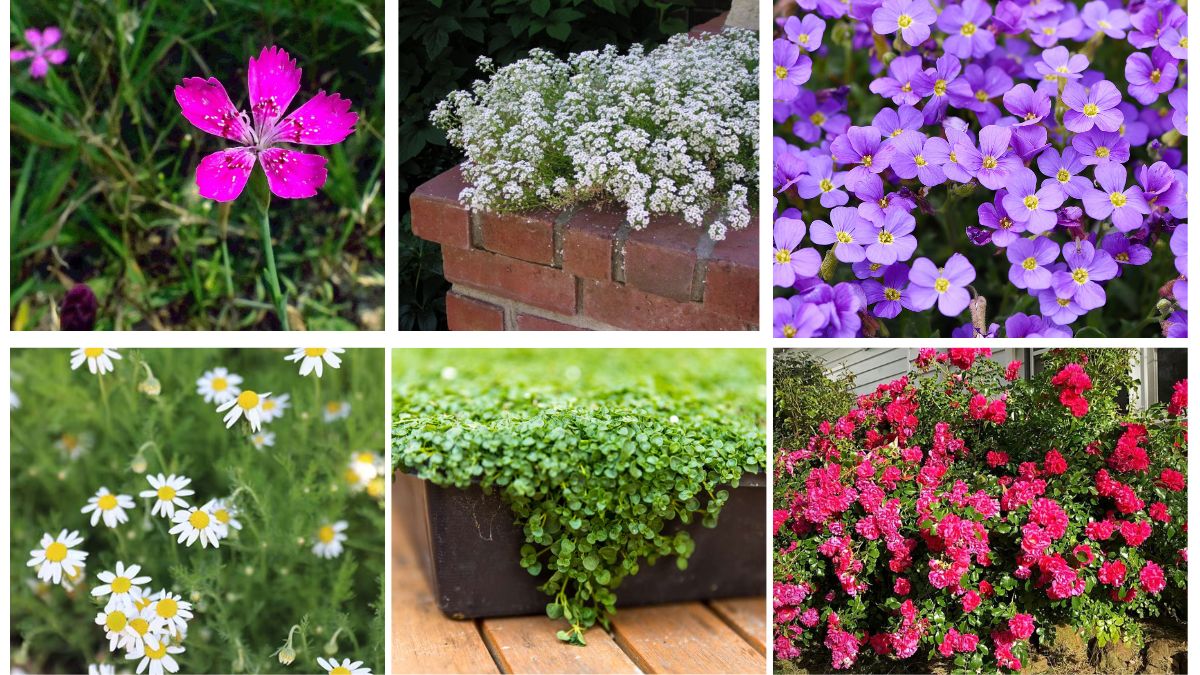 8 Fragrant Flowering Ground Covers to Make Your Garden Heavenly