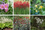 9 Rare Shade-Tolerant Flowers to Brighten Dark Spots