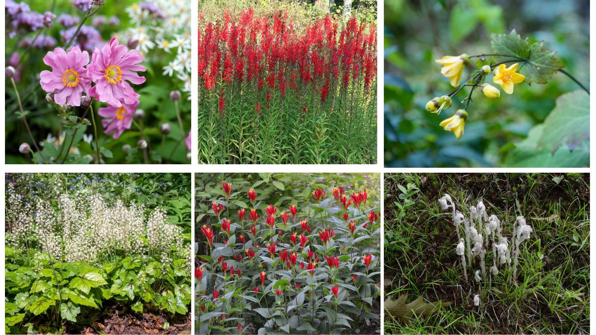 9 Rare Shade-Tolerant Flowers to Brighten Dark Spots