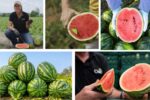 Which Country Is the Largest Watermelon Grower in the World?