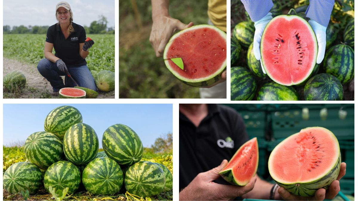 Which Country Is the Largest Watermelon Grower in the World?
