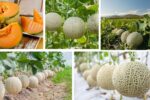 Which Country Is the Largest Cantaloupe Producer in the World?